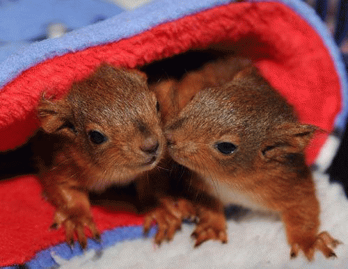 Sloth (USA-2) : Bby + Lcl